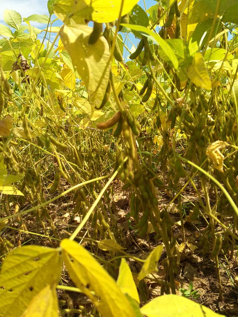 KITA Farm's youth employment program